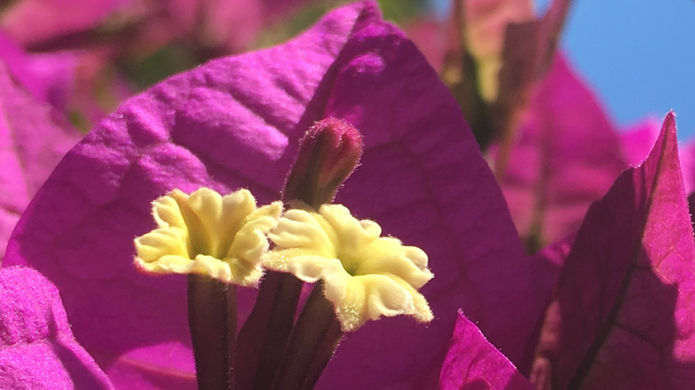bougainvillée Corse du Sud
