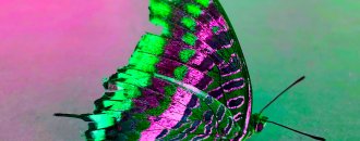 Pink butterfly