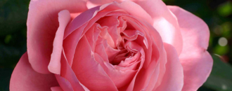 Festival des roses au parc de la tête d'or