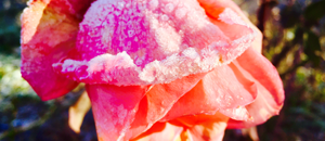 Nuances de rose, givrée du matin...