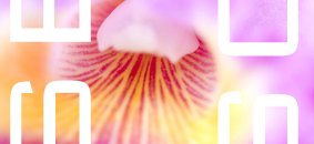 Rose Anagramme