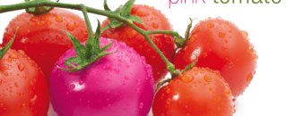 Pink Tomato
