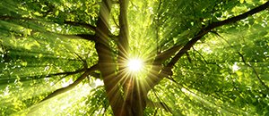 Un internet végétal... La nature nous enseigne encore et toujours.