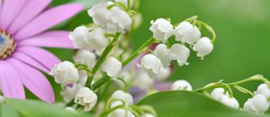 Joli mois de mai... Vie en rose et blanc !