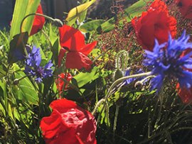 Vivre Nature dans la métropole de Lyon