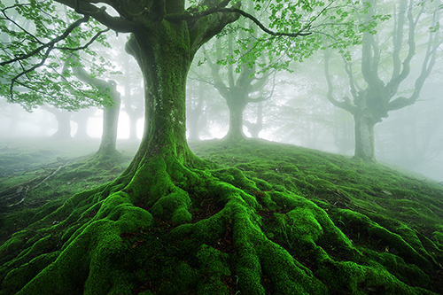 La vie secrète des arbres de Peter Wohlleben - Echo-Nature